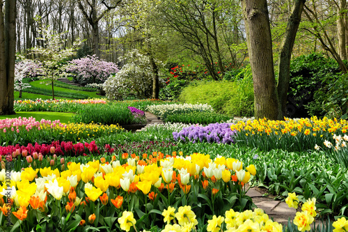 Fototapeta Naklejka Na Ścianę i Meble -  Colorful spring flowers in the beautiful landscaped gardens of Keukenhof, Netherlands