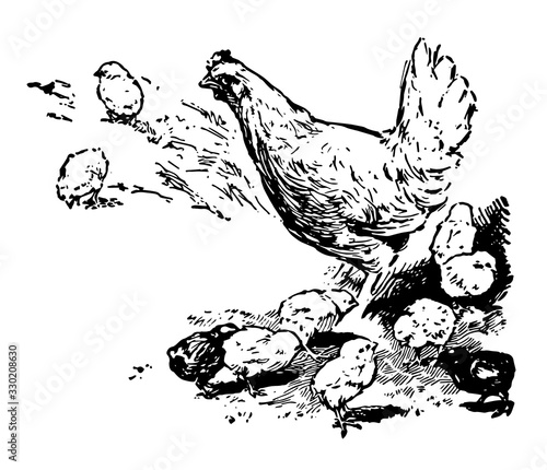 Ten Chickens, vintage illustration.