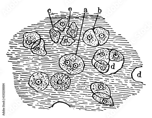 Cartilage Tissue Cells, vintage illustration
