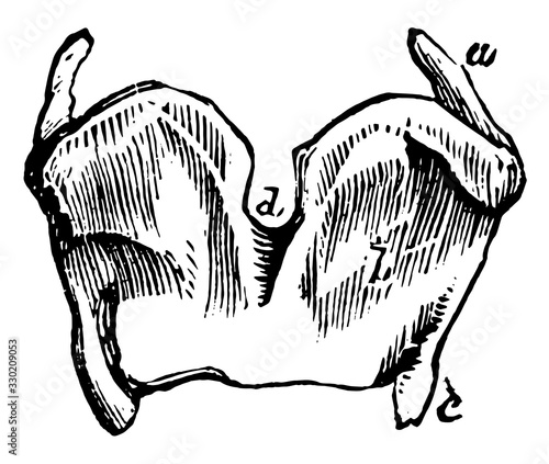 Thyroid Cartilages of the Larynx, vintage illustration.