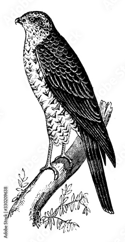 Sparrow Hawk, vintage illustration.