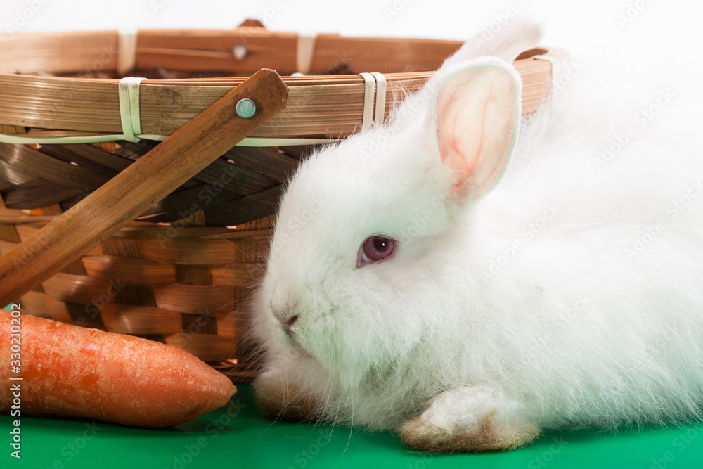 Obraz premium Pets for positive emotions