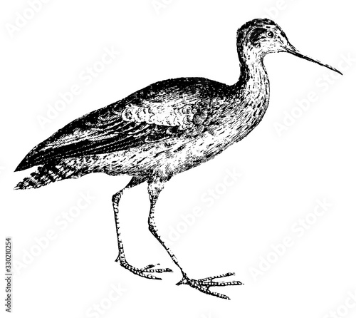 Sandpiper, vintage illustration.