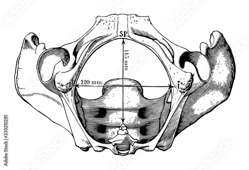 Pelvic Outlet, vintage illustration.