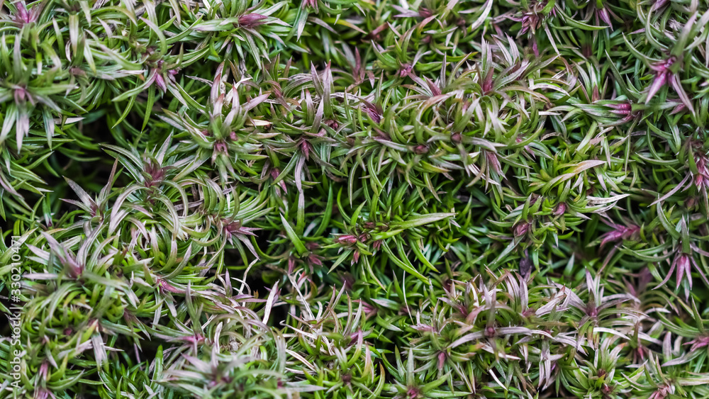 Green background of long spreading stems, foliage and buds of Creeping Phlox flowers in the garden