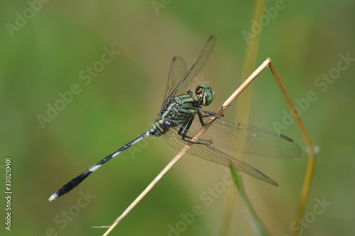 dragonfly close up on a reed © Olga