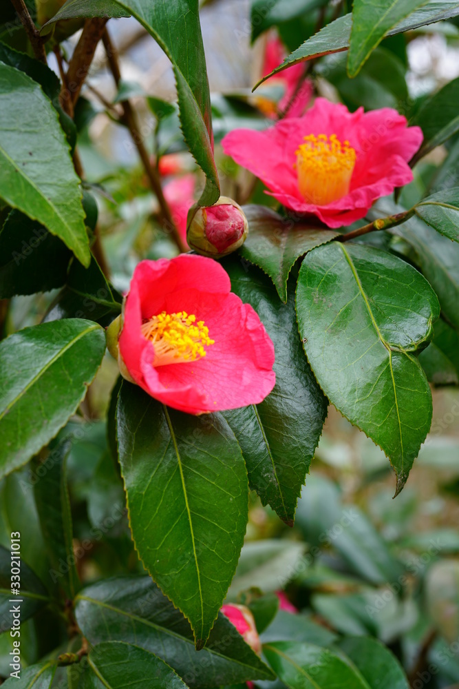 A pink camelia japonica flower in bloom A pink camelia japonica flower in bloom