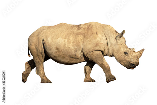Young White Rhino Calf Isolated