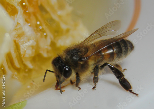 on a plate with a honeycomb, a bee collects honey