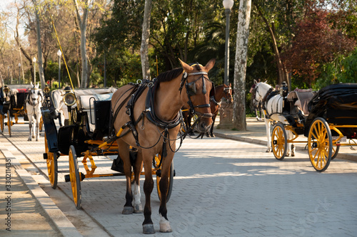 Coches de caballos aparcados en Sevilla photo