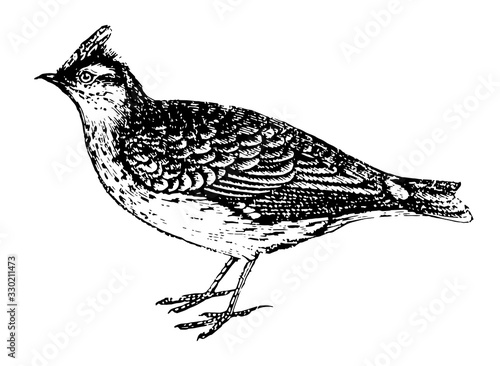 Lark, vintage illustration.