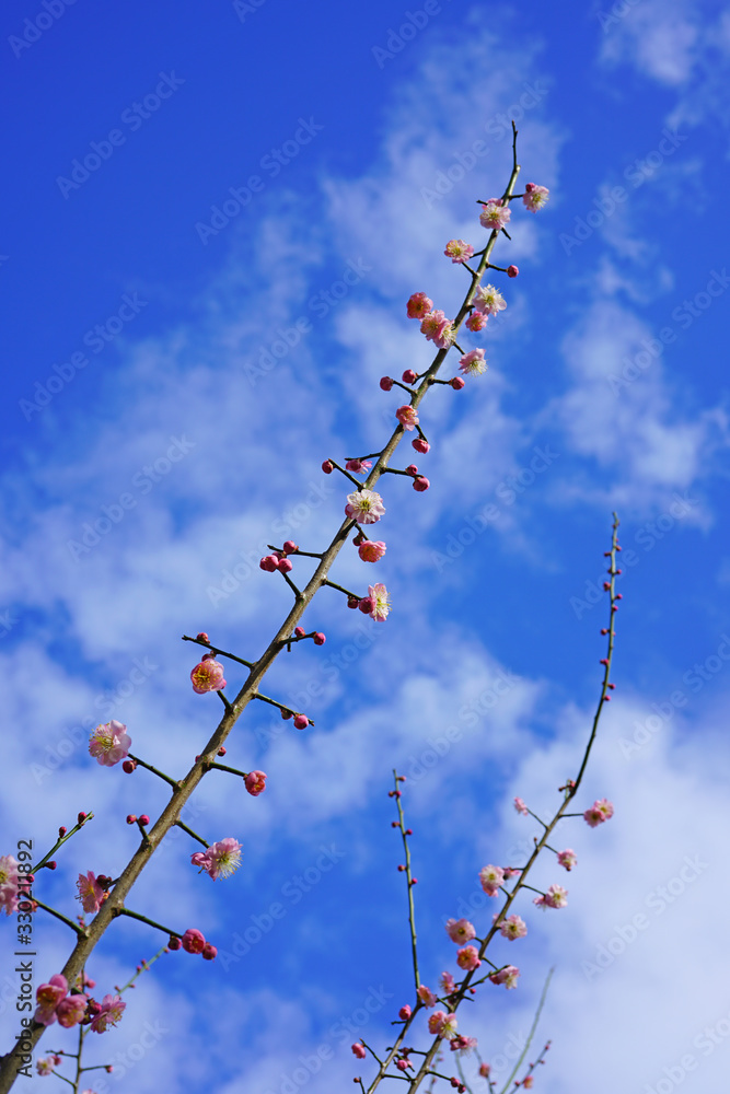 Pink flowers of the ume Japanese apricot tree Pink flowers of the ume Japanese apricot tree
