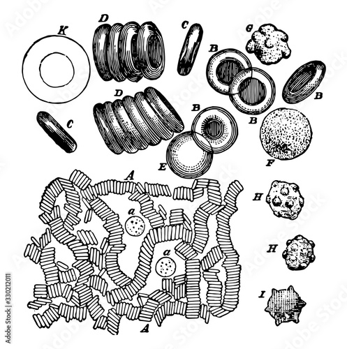 Red and White Blood Cells, vintage illustration