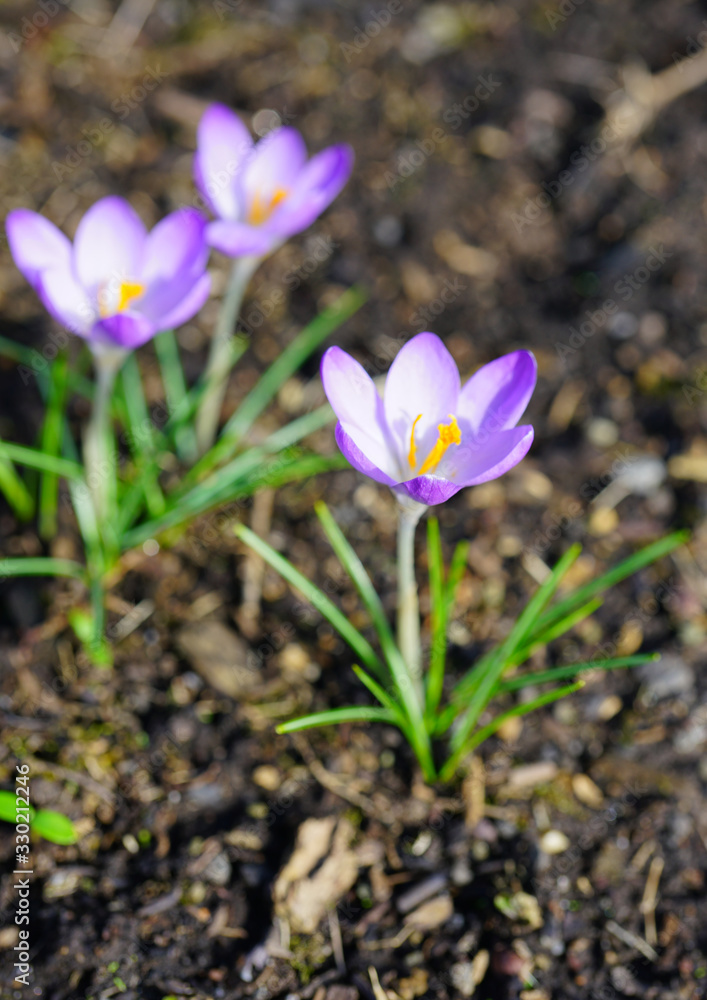 Purple crocus vernus flower peeking through the grass and mulch in early spring Purple crocus vernus flower peeking through the grass and mulch in early spring