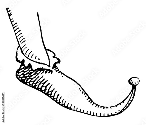 A long pointed shoe worn, vintage engraving.