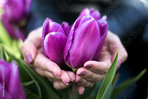Tulpen Hand