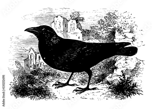 Jackdaw, vintage illustration.