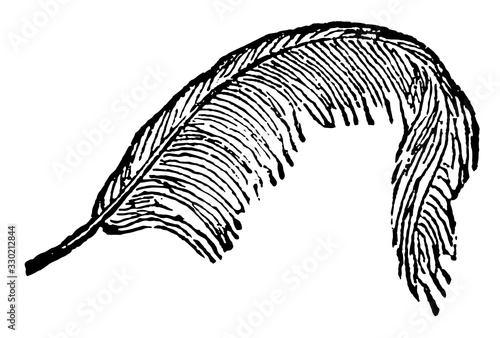 Feather, vintage illustration.