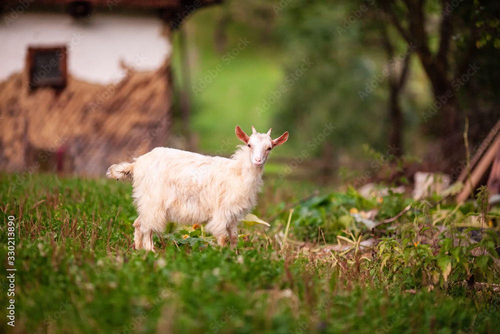 Little goat in rural landscape Little goat in rural landscape