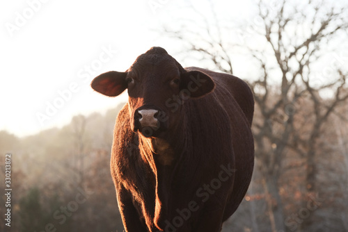 Santa Gertrudis close up cow on beef cattle farm. photo