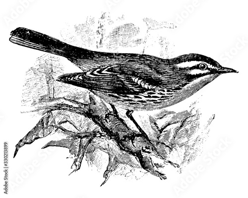 Prairie Warbler, vintage illustration.