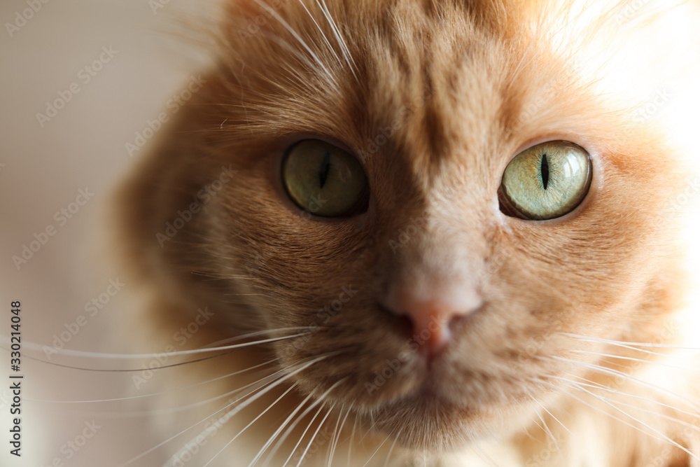 Beautiful cat portrait close up Beautiful cat portrait close up