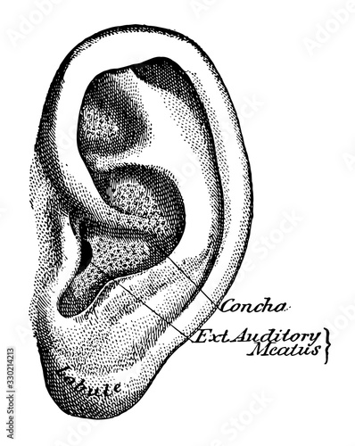Pinna, vintage illustration.