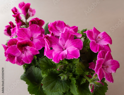 Grandiflora royal pelargonium with many bright and beautiful pink flowers against a background of green truths close-up.