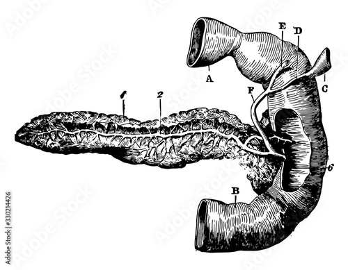 Posterior View of Pancreas, vintage illustration.