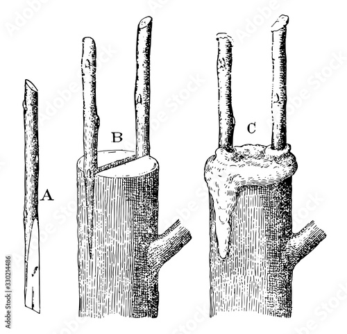 Cleft Grafting, vintage illustration.