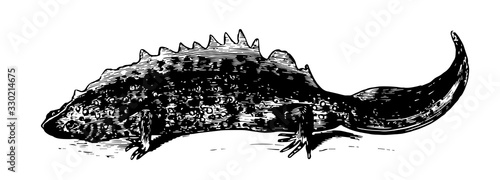 Newt, vintage illustration.
