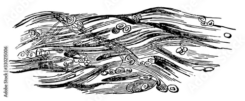 Cartilage Tissue, vintage illustration