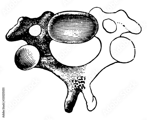 A Cervical Vertebra, vintage illustration.