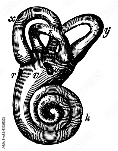 The Cochlea and Passages of the Ear, vintage illustration.