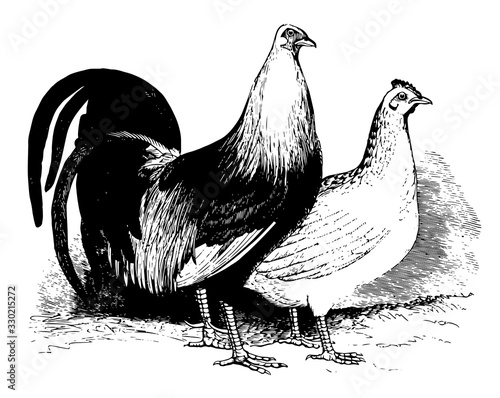 Game Fowl, vintage illustration.
