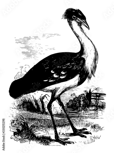 Black Billed Bustard, vintage illustration.