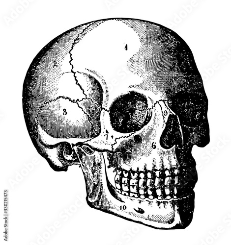 Head, vintage illustration