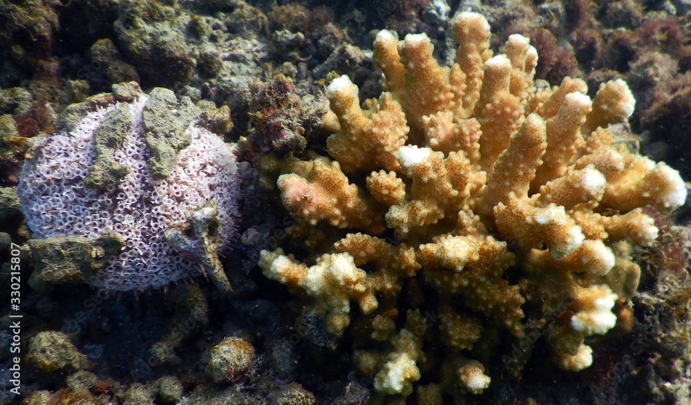 Naklejka premium Costa Rica sealife