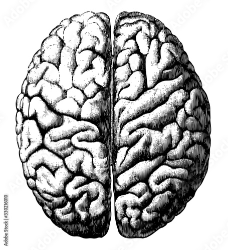 Cerebrum, vintage illustration