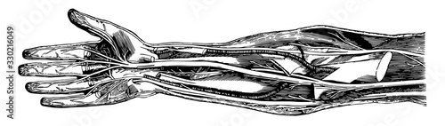 Nerve trunks, vintage illustration.