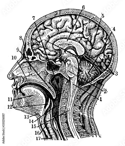 Sectional view of the Head, vintage illustration