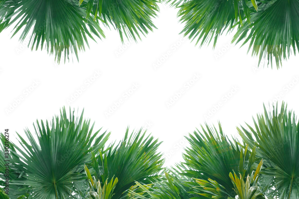 branches of a tree isolated on white and copy space branches of a tree isolated on white and copy space