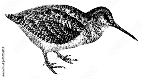 Photography Woodcock, vintage illustration.