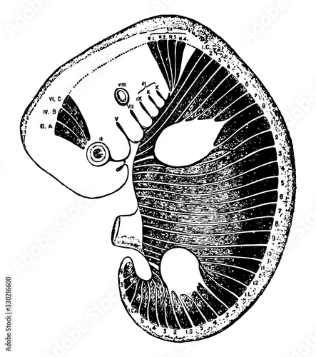 Myotomes in an Embryo, vintage illustration.