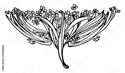 Floral Tailpiece have small flowers and long leaves, vintage engraving.