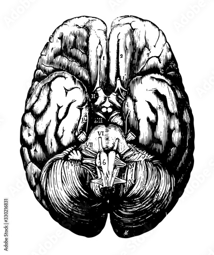 Human Brain, vintage illustration