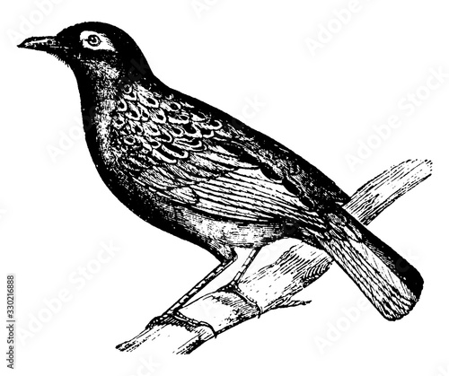 Thrush, vintage illustration.