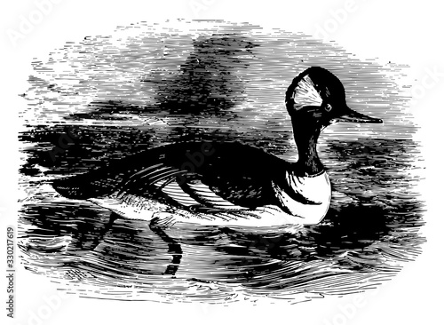 Hooded Merganser, vintage illustration.