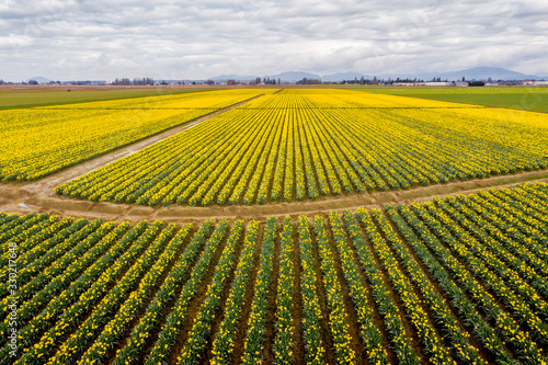 Colorful Aerial View of the Daffodil Fields in Skagit Valley  Washington. Springtime in the Skagit Valley means the emergence of yellow daffodils here seen from a high angle using a drone camera.