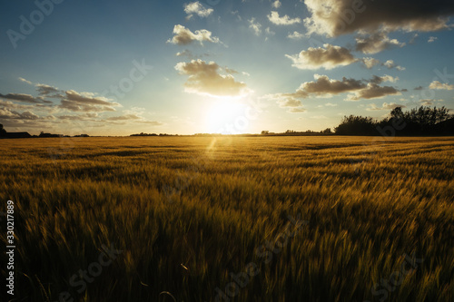 Golden sunset over a large field in a rural area © David